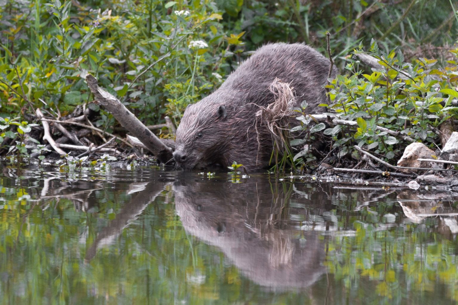 Beavers Without Borders Rural