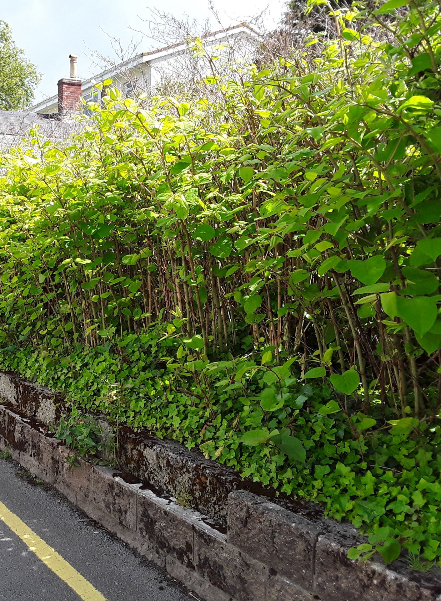 JAPANESE KNOTWEED ANALYSIS PROMPTS AWARENESS SEMINARS - Rural - Jersey